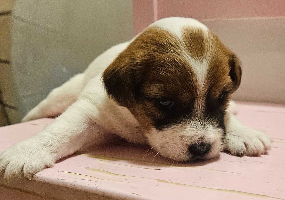 Jack Russell Terrier FCI ZKwP