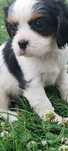 Suczka Cavalier king charles spaniel