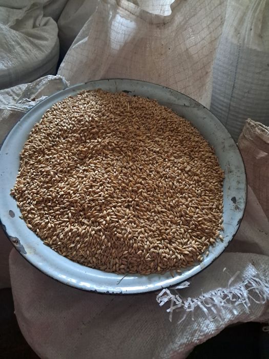 Продам ярий ячмінь.