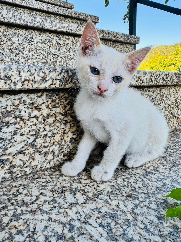 Quatro gatinhos machos para adoçao