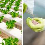 Hidroponia - Nutrientes Folhosas (Mix plantas) - Loja Oficial