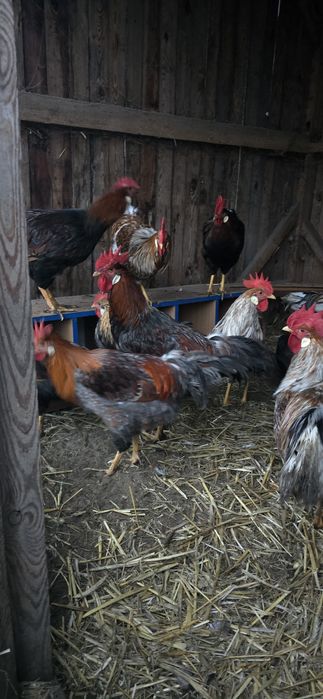 Włoszki koguty łuskowane