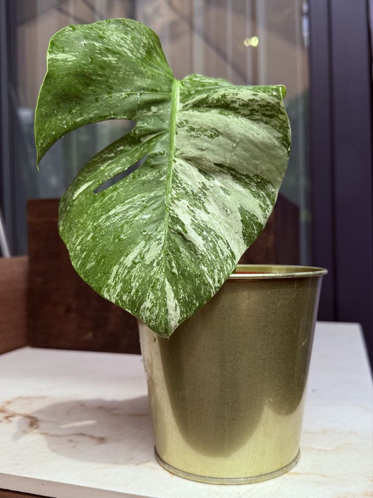 Monstera variegata big form ukorzeniona