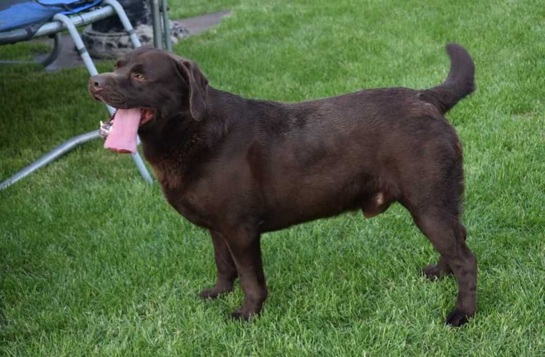 Labrador Retriever CZEKOLADA