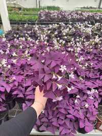 Кислиця трикутна sunny oxalis triangularis myke мікей фанні fanny опт