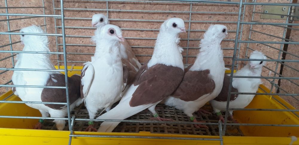 Gołębie mewki Krymki widyny