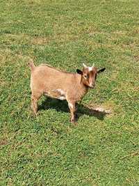 Cabras anãs para venda