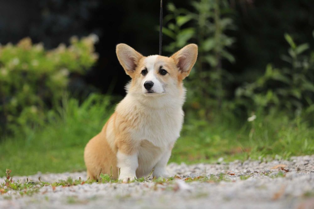 Welsh Corgi Pembroke piesek