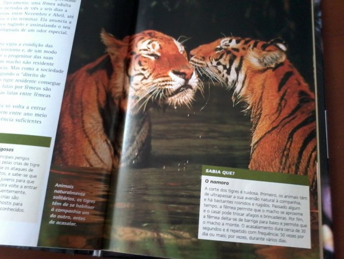 DVD + livro "Tigres dos Pântanos" - Tigre-de-bengala