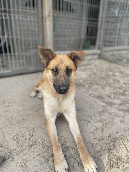 owczarek mix Żaluzja   szuka domu schronisko Zgierz-aktualne