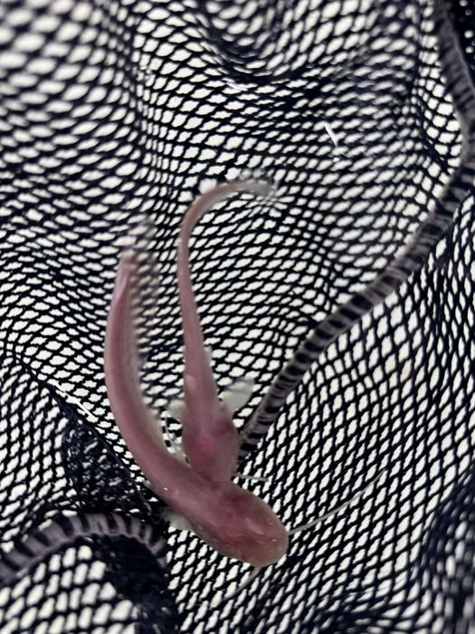 Sum europejski narybek suma inne ryby do stawów i oczek drapieżnik