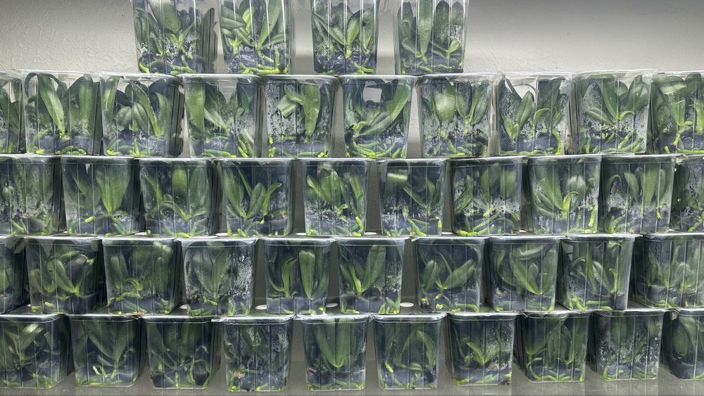 Сіянці орхідей (саджанці орхідей, фласки з орхідеями)