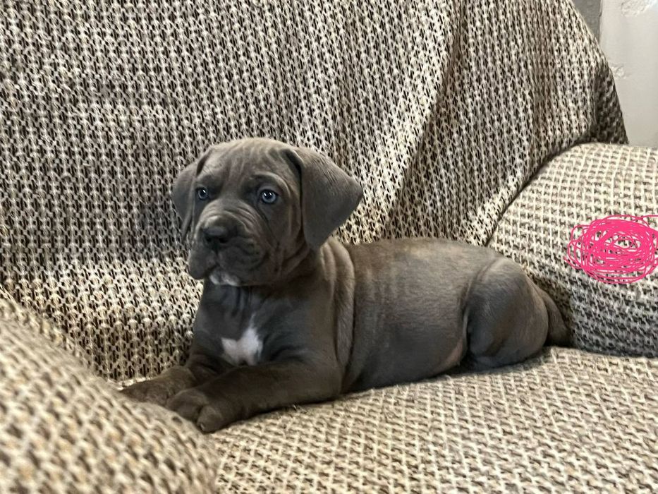 Щенята Кане-Корсо