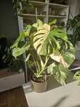 Monstera Deliciosa 'Thai Constellation'