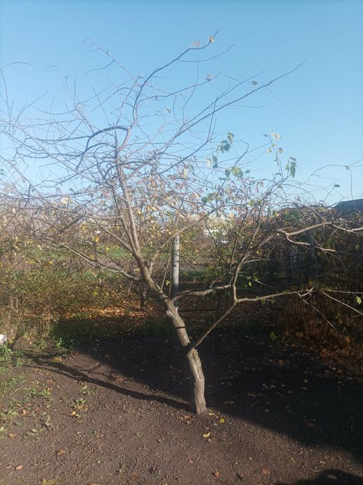 Розчищення дерев