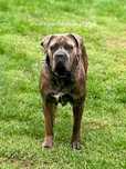 Madita sunia cane corso do adopcji.