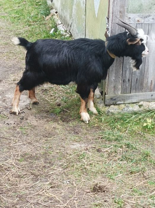 Камерунський Козел.Цап.