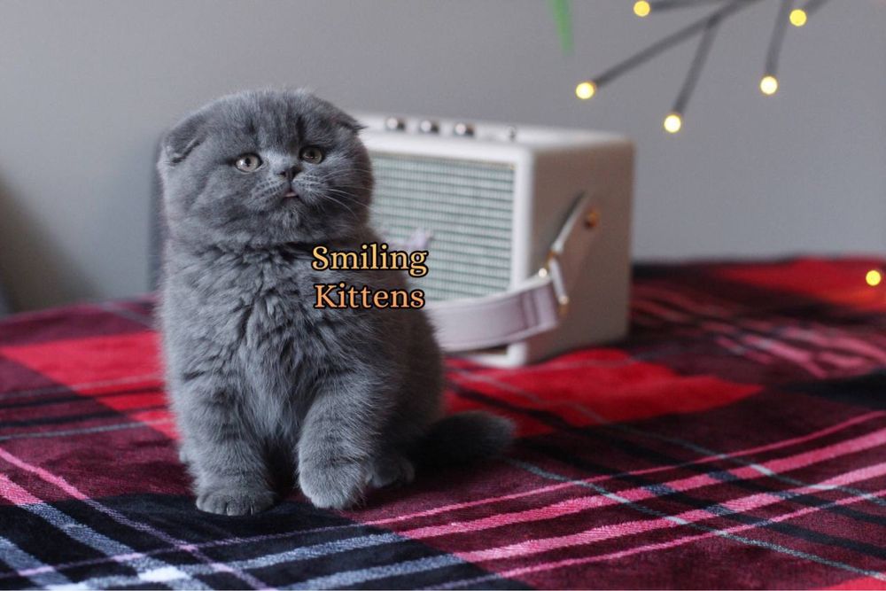 Кошенята класичного окрасу, Димка та Дрого