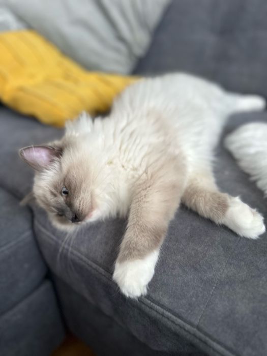 Przytulasny Kocurek Ragdoll FPL gotowy do odbioru