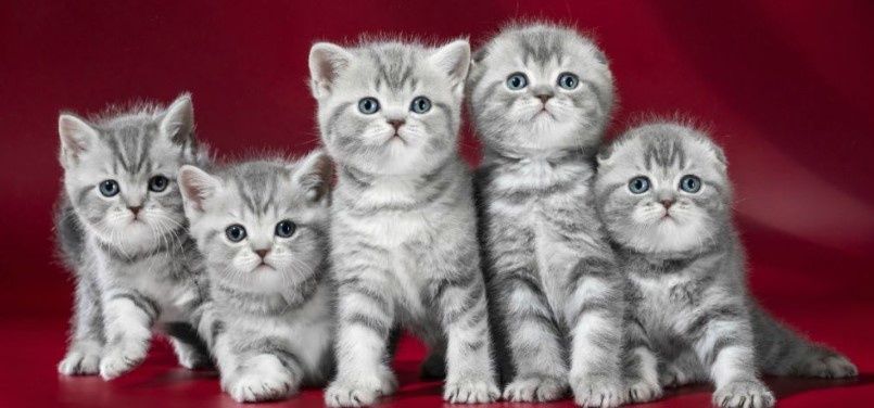 Котята шотландские фолд и страйт