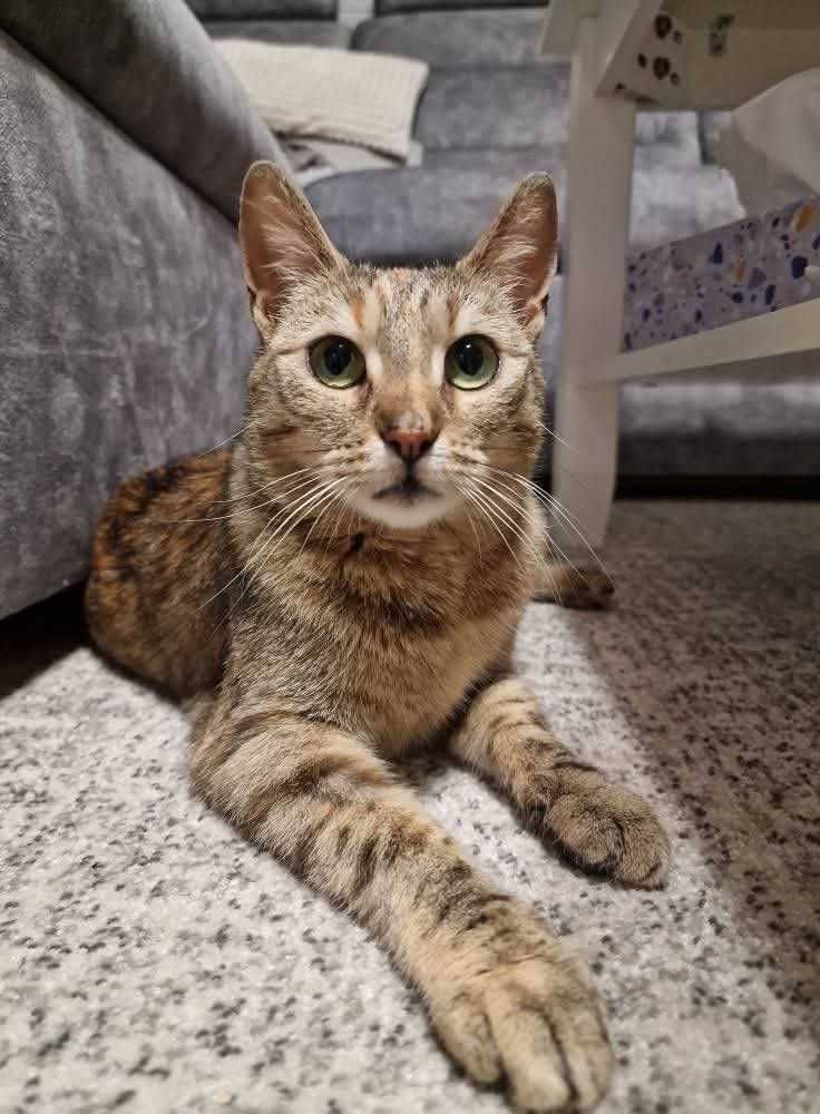Kici Ideał szuka domu