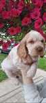 Cocker Spaniel Angielski