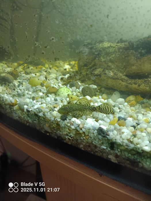 Rybki do oczka/ akwarium