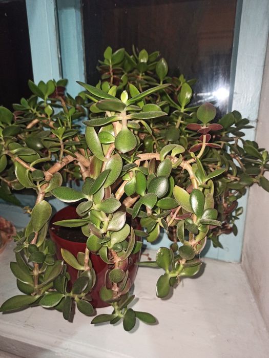 Продам грошове дерево різних розмірів,25-250