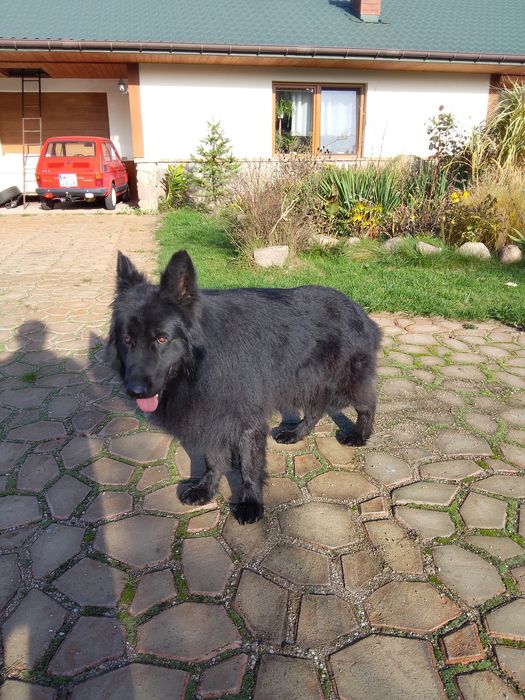 Owczarek niemiecki długowłosy