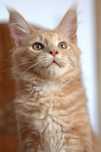 Maine coon kocurek Nick