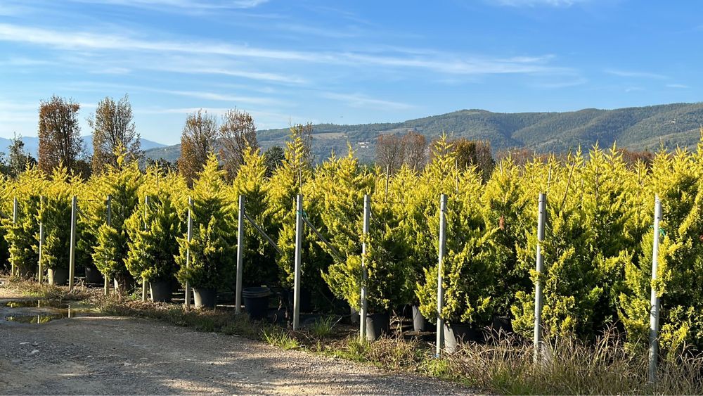 Продам кипарис Голд райдер