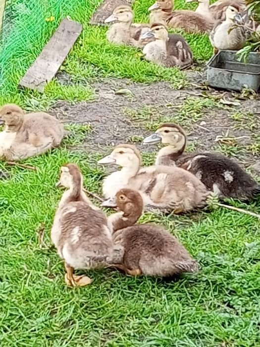 Качки шипуни мускусні