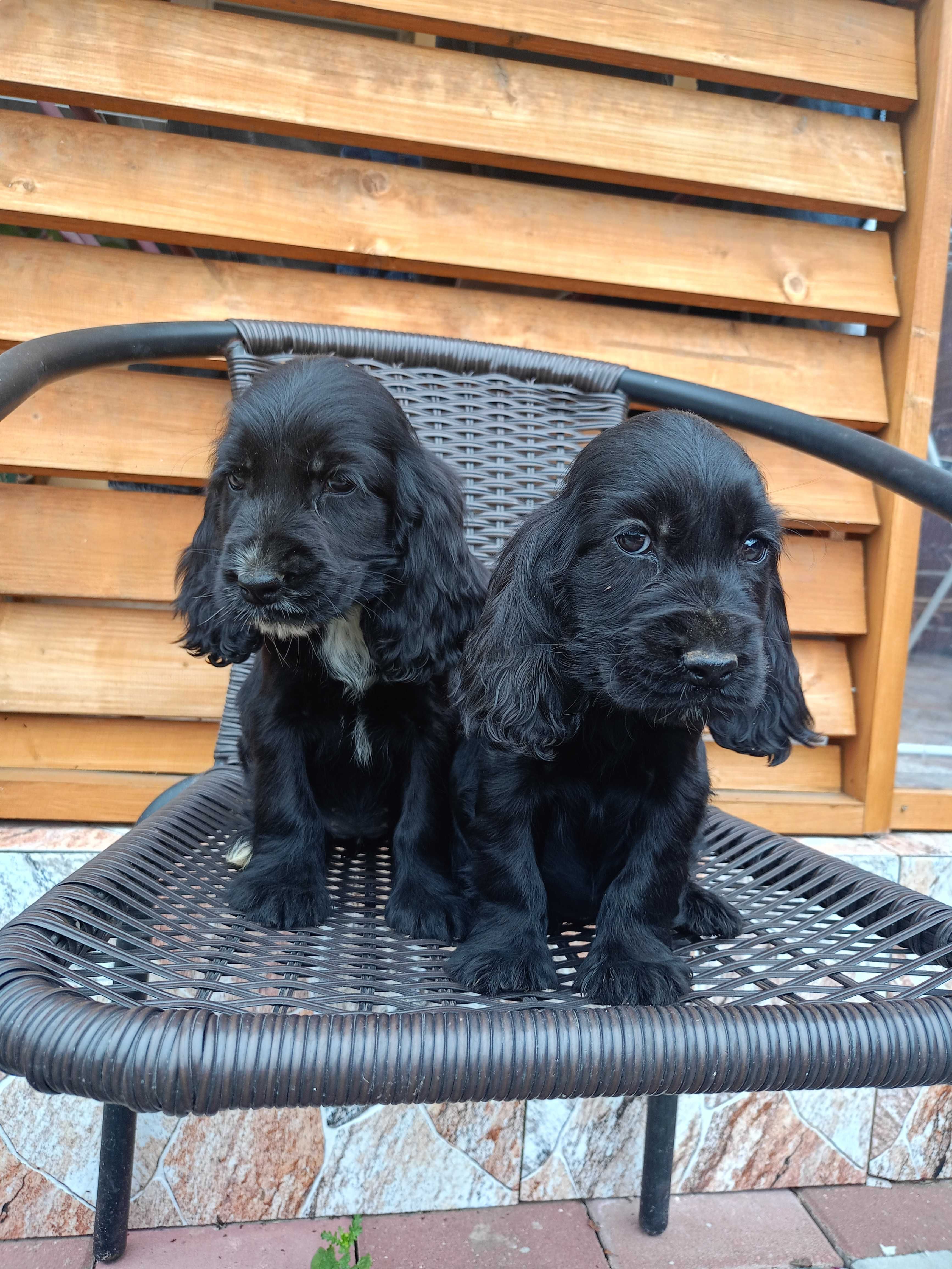 Suczka Cocker spaniel