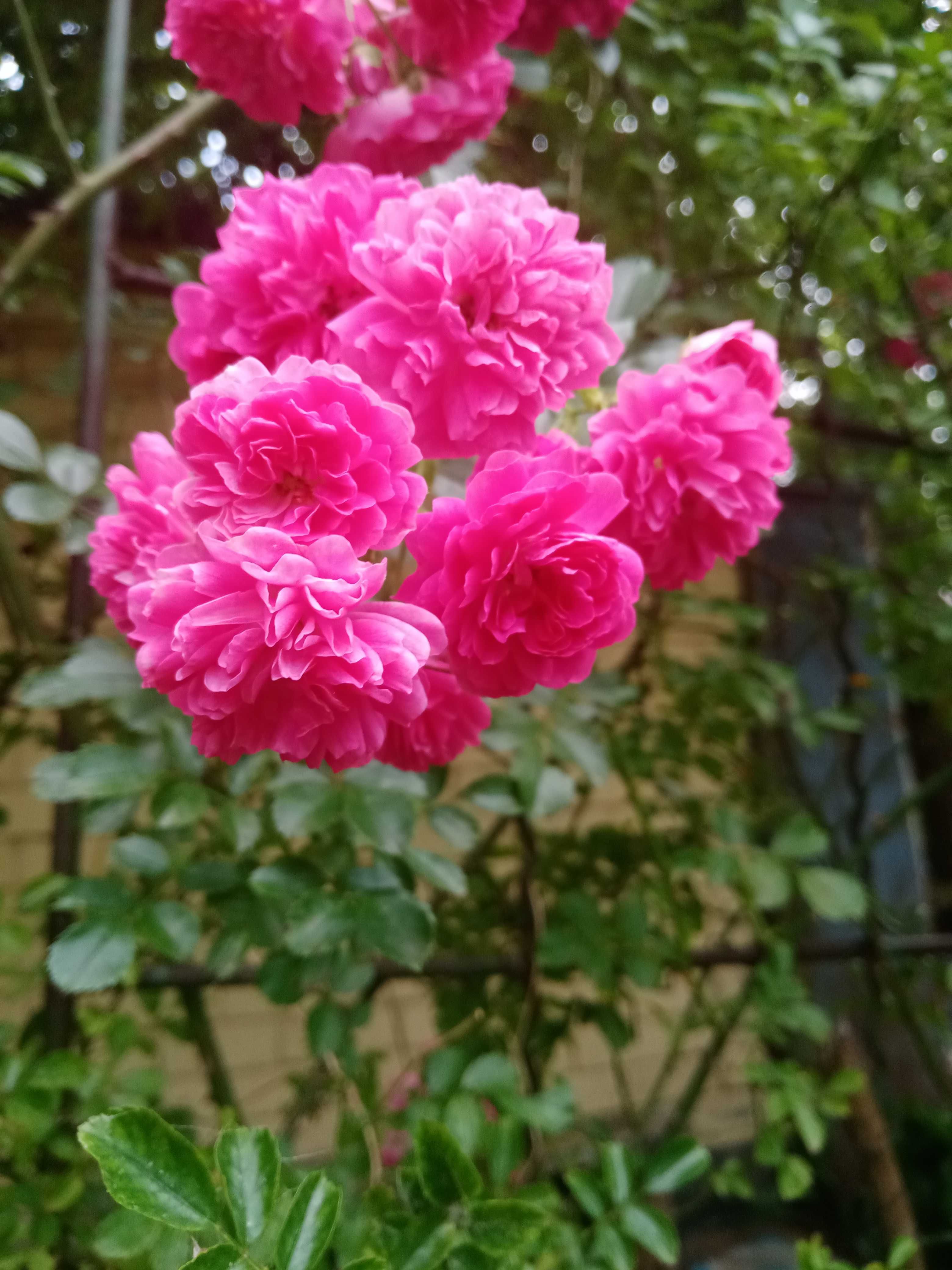 Роза вьющяяся розовая
