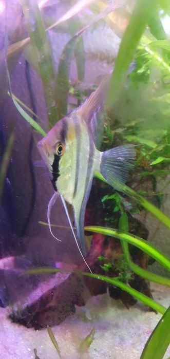 Casal de Escalares Altum Peruensis