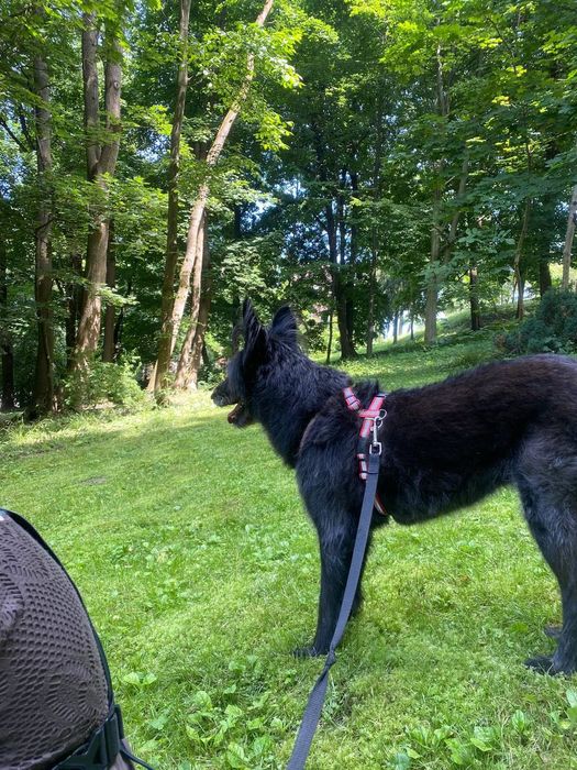 Віддам собаку метис