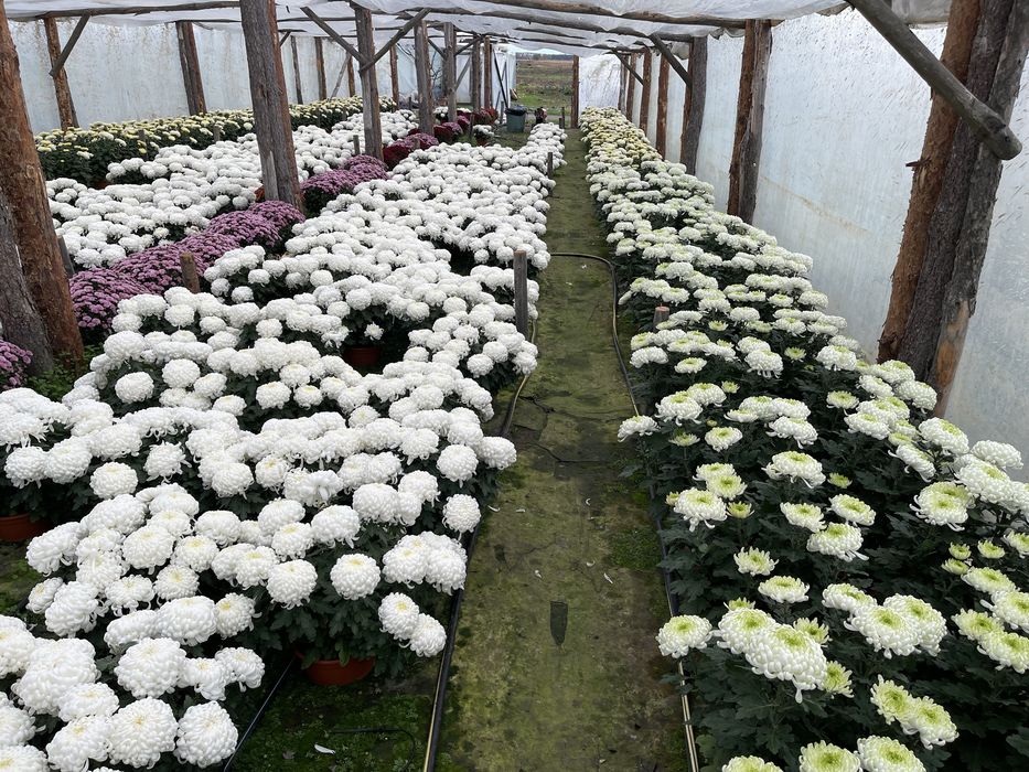 Chryzantemy dąbki kwiaty