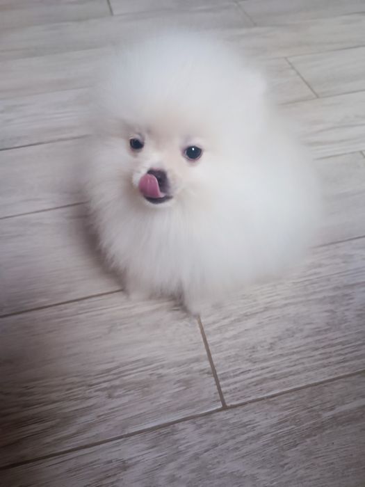 Pomeranian piesek