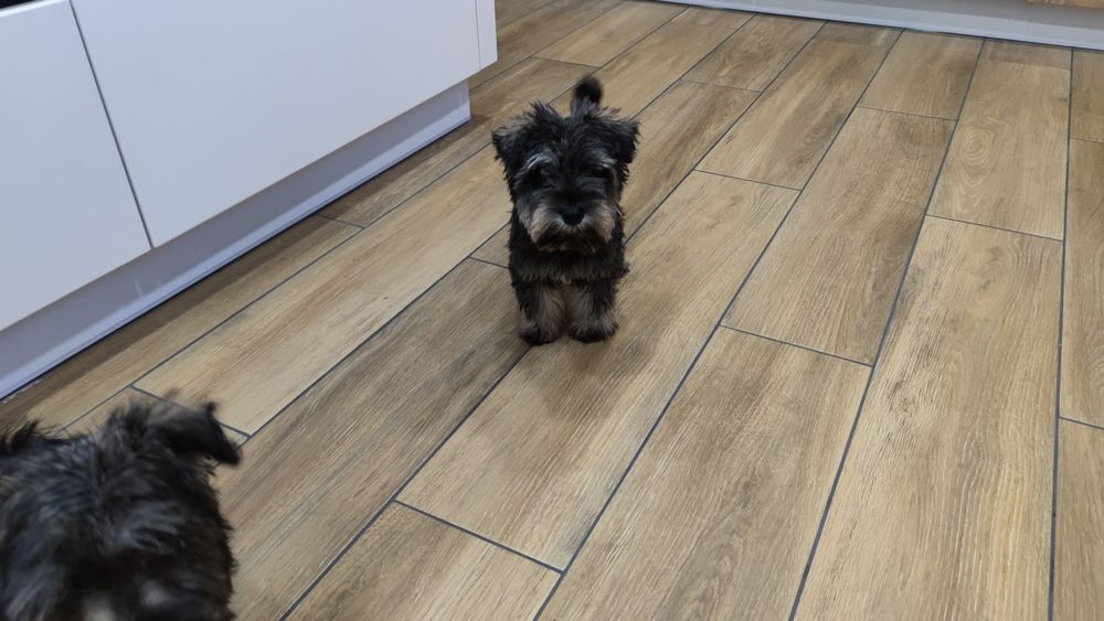 Sznaucer miniaturowy