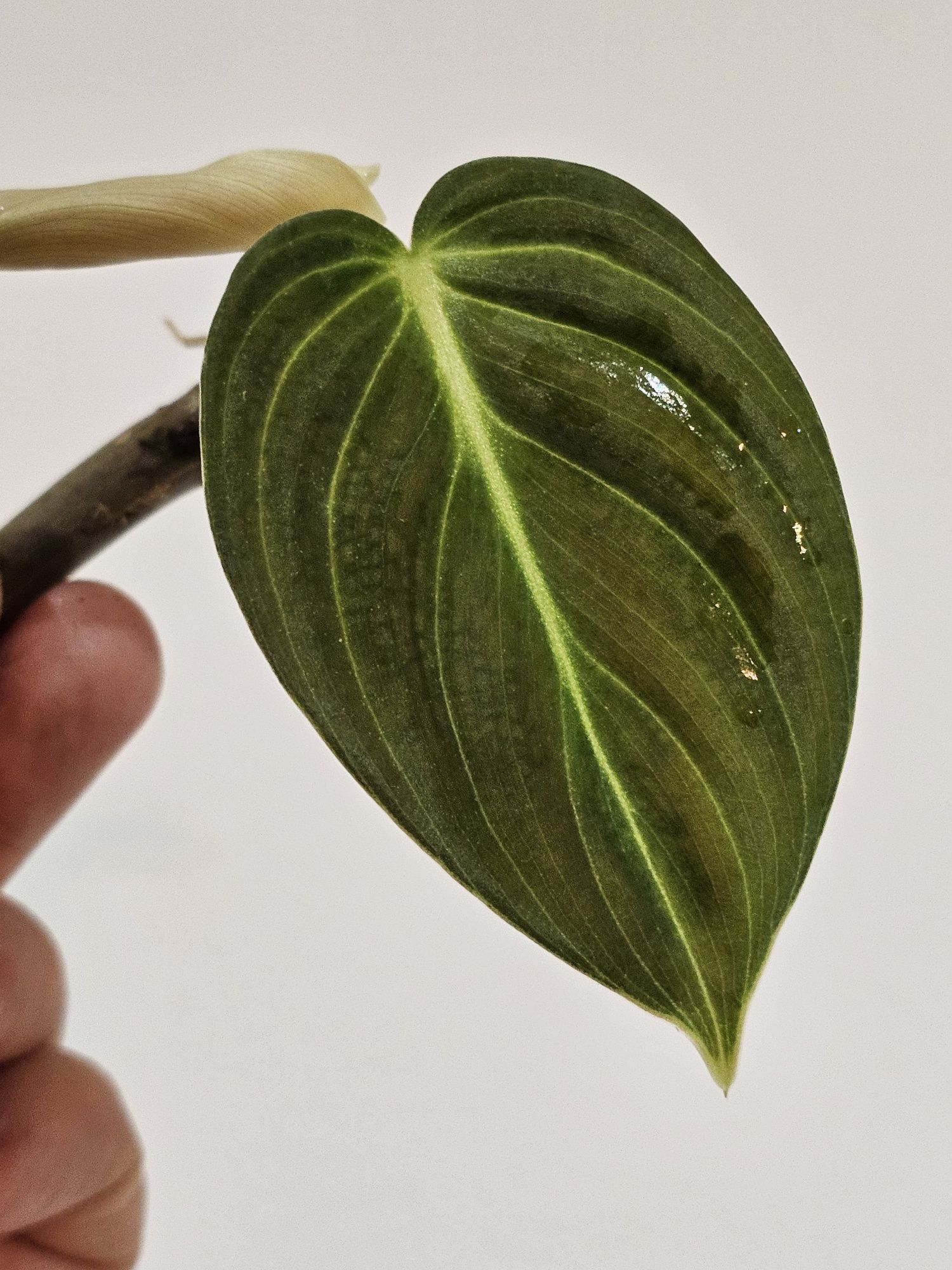 Cutting PHILODENDRON Melanochrysum