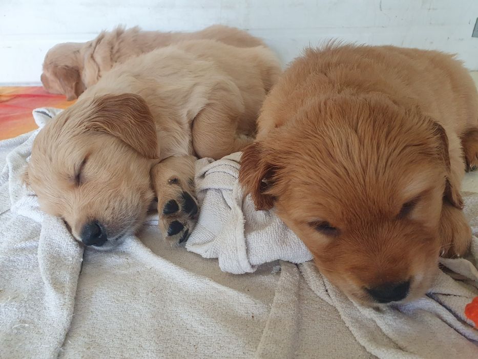 Golden Retriever linia amerykańska / piesek / szczeniak /rodowód ZK.PL