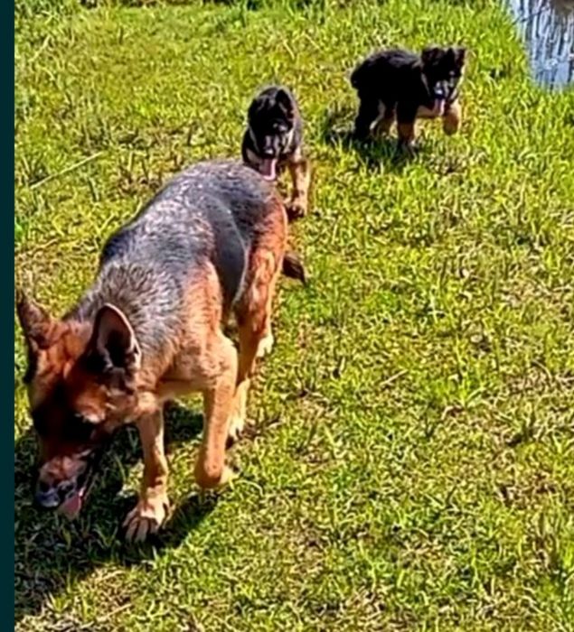 Щенки нем овчарки из питомника.