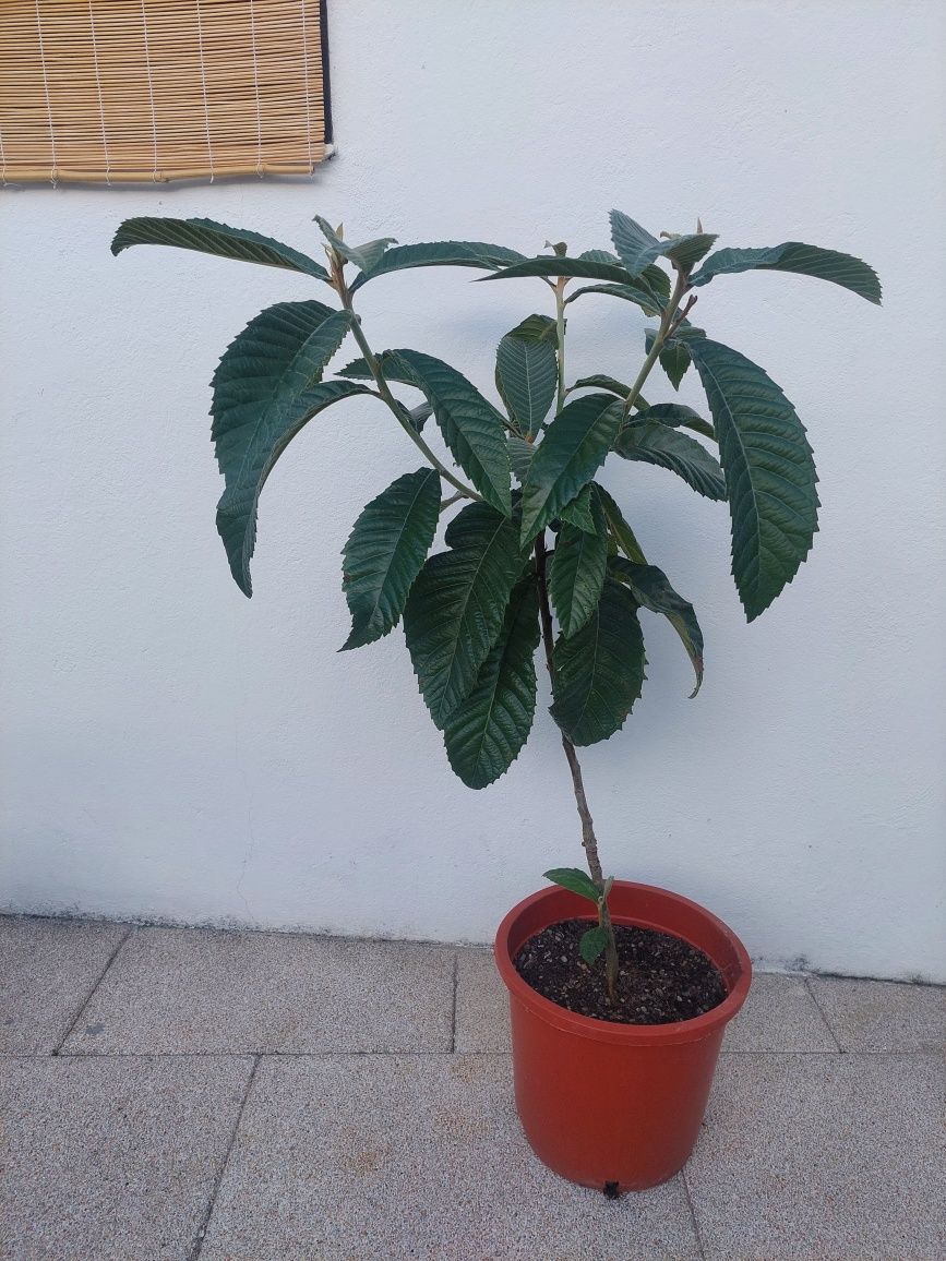 Nespereira 125cm