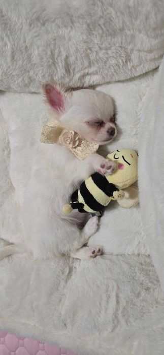 Wspaniała śnieżnobiała  Lilly   chihuahua długowłosa FCI