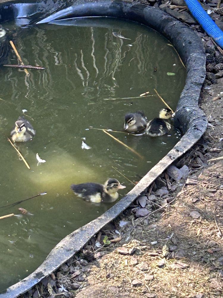 Call duck mandarynki