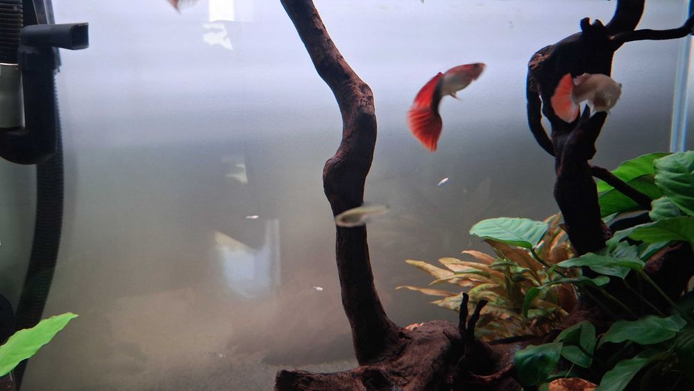 Guppy's Machos para venda