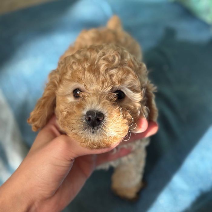 Мальтипу у типі Тедді