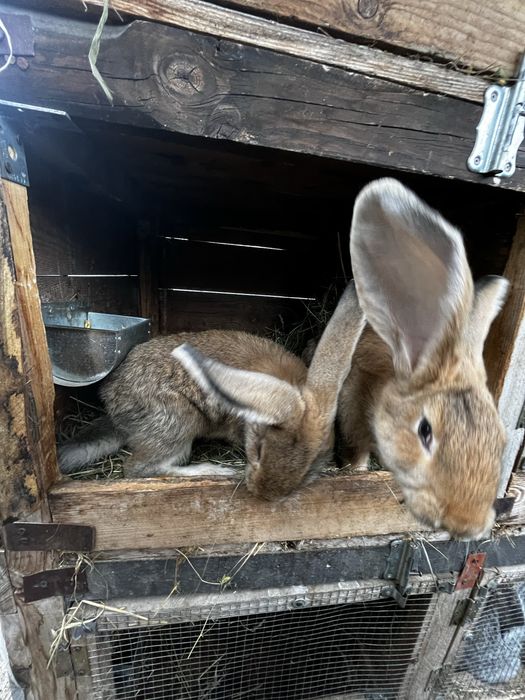 Króliki młode Belgi