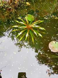 Kaktus wodny do stawu