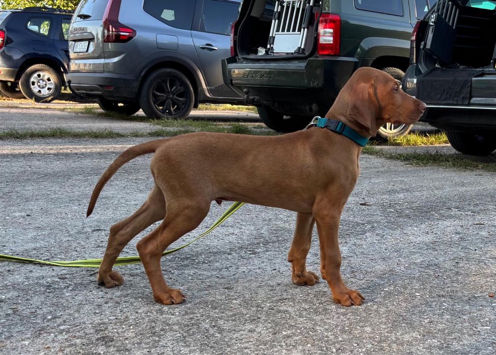 Piesek - wyzeł węgierski FCI